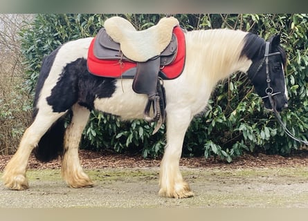 Gypsy Horse, Mare, 9 years, 13.2 hh, Pinto