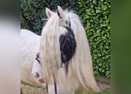 Gypsy Horse, Mare, 9 years, 14.1 hh, Pinto