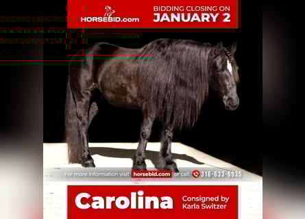 Gypsy Horse Mix, Mare, 9 years, 14.2 hh, Black