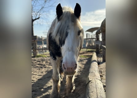 Gypsy Horse, Mare, 9 years, 14,2 hh, Pinto