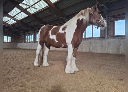 Gypsy Horse, Mare, 9 years, 14,2 hh, Pinto