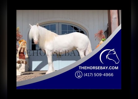 Gypsy Horse, Mare, 9 years, 15,2 hh, Cremello