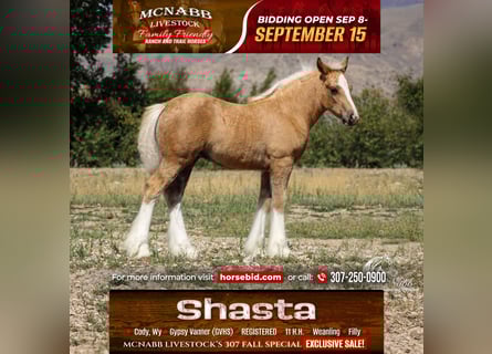 Gypsy Horse, Mare, Foal (05/2025), 11 hh, Palomino