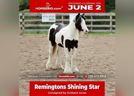 Gypsy Horse, Mare, , 12 hh, Tobiano-all-colors