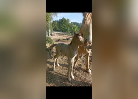 Gypsy Horse, Stallion, 1 year, 12,2 hh, Champagne