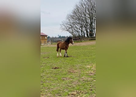 Gypsy Horse, Stallion, 1 year, 14.1 hh, Brown