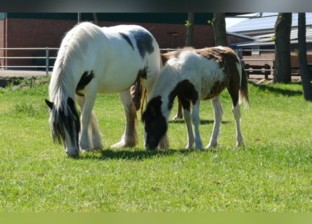 Gypsy Horse, Stallion, 1 year, 14.1 hh, Pinto