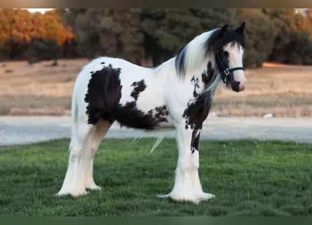 Gypsy Horse, Stallion, 1 year, 14,1 hh, Pinto