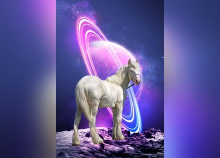 Gypsy Horse, Stallion, 1 year, 14,2 hh, Cremello