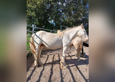 Gypsy Horse, Stallion, 1 year, 15 hh, Sabino