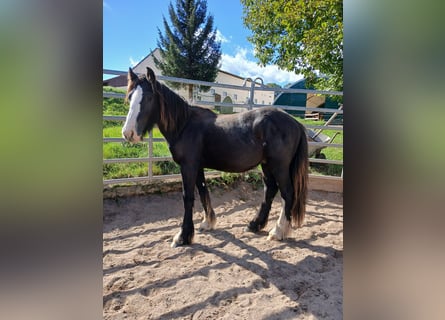 Gypsy Horse, Stallion, 1 year, Black