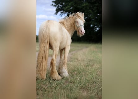 Gypsy Horse, Stallion, 2 years, Cremello