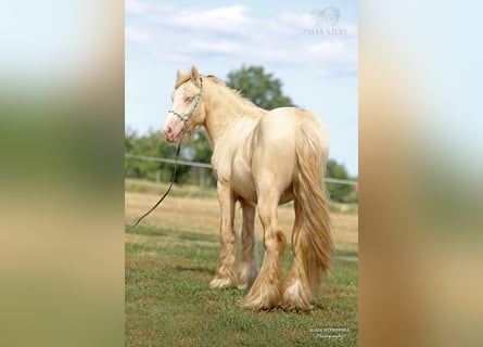 Gypsy Horse, Stallion, 2 years, Cremello