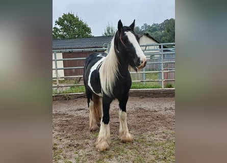Gypsy Horse, Stallion, 3 years, 15 hh, Tobiano-all-colors