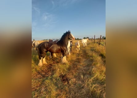 Gypsy Horse, Stallion, 4 years, 14,1 hh, Sabino