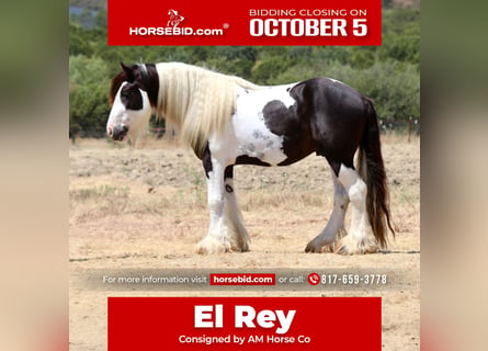 Gypsy Horse, Stallion, 4 years, Pinto