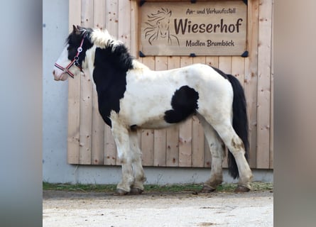 Gypsy Horse, Stallion, 5 years, 13.2 hh, Pinto