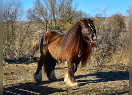 Gypsy Horse, Stallion, 6 years, 14,1 hh, Black