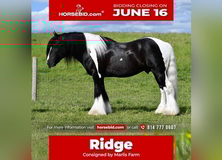 Gypsy Horse, Stallion, 6 years, 14,3 hh