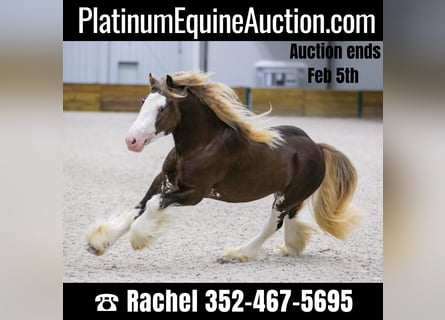 Gypsy Horse, Stallion, 6 years, Brown