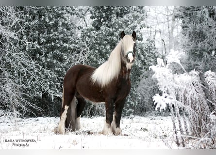 Gypsy Horse, Stallion, 3 years, 15 hh, Black