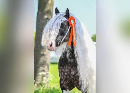 Gypsy Horse, Stallion, 8 years, 14.2 hh