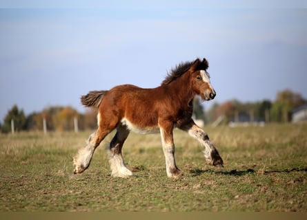 Gypsy Horse, Stallion, Foal (06/2026), 13.1 hh, Brown