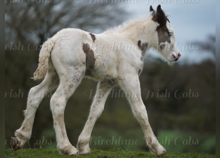 Gypsy Horse, Stallion, Foal (01/2026)