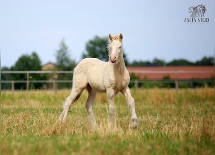 Gypsy Horse, Stallion, Foal (03/2025), Perlino