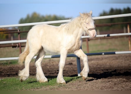 Gypsy Horse, Stallion, Foal (03/2025), Perlino