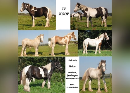 Gypsy Horse, Stallion, 1 year, 14,2 hh, Pinto