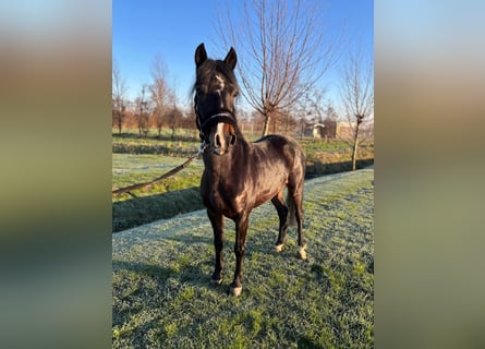 Hackney, Caballo castrado, 8 años, 125 cm, Castaño