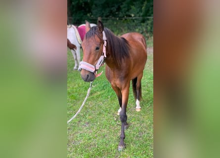 Hackney, Gelding, 2 years, 12,2 hh, Brown