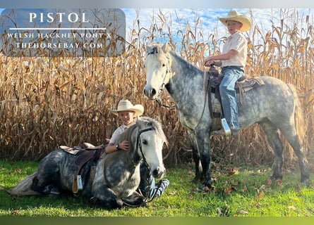 Hackney Pony, Gelding, 8 years, 12.2 hh, Grey-Dapple