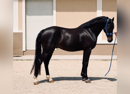 Hackney Pony, Mare, 6 years, 13.1 hh, Black