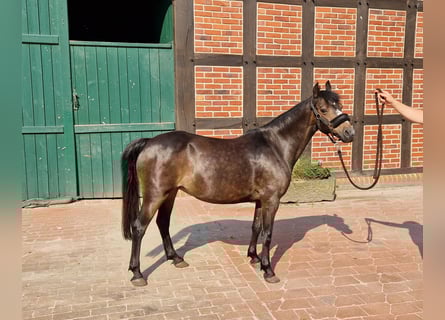 Hackney Pony, Stute, 20 Jahre, 130 cm, Brauner
