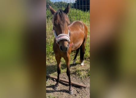 Hackney, Wallach, 2 Jahre, 128 cm, Brauner