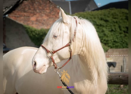 Koń berberyjski, Ogier, 7 lat, 153 cm, Cremello