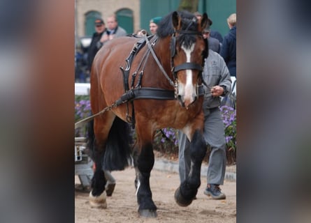 Reńsko-niemiecki koń zimnokrwisty, Ogier, 14 lat, 173 cm, Gniada