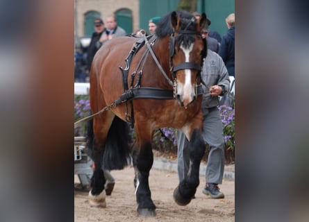 Rijnlandse Duitse Koudbloed, Hengst, 15 Jaar, 173 cm, Bruin