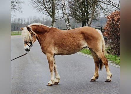 Hafliger, Klacz, 12 lat, 153 cm