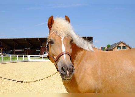 Hafliger Mix, Klacz, 13 lat, 140 cm, Izabelowata
