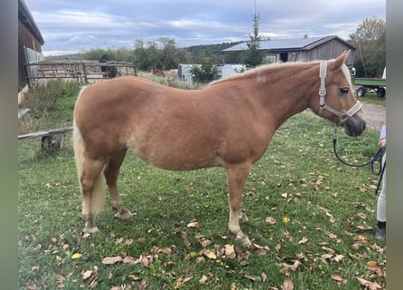Hafliger, Klacz, 13 lat, 146 cm