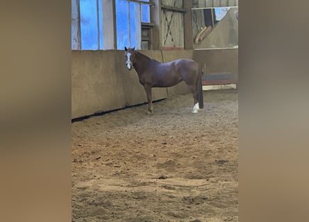 Hafliger Mix, Klacz, 13 lat, 148 cm, Kasztanowata