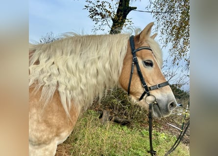 Hafliger, Klacz, 13 lat, 155 cm, Kasztanowata