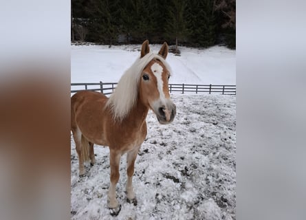 Hafliger, Klacz, 15 lat, 150 cm, Kasztanowata