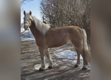 Hafliger, Klacz, 17 lat, 150 cm, Kasztanowata