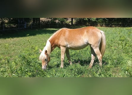 Hafliger, Klacz, 1 Rok, 137 cm, Kasztanowata