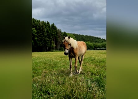 Hafliger, Klacz, 1 Rok, 150 cm, Kasztanowata