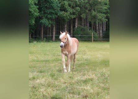 Hafliger, Klacz, 1 Rok, 150 cm, Kasztanowata